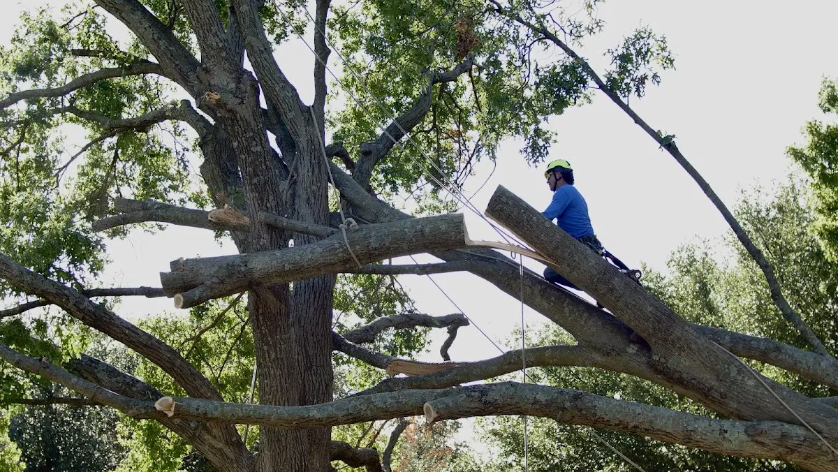 Professional Crown Thinning performed by certified arborists in Ninety Six